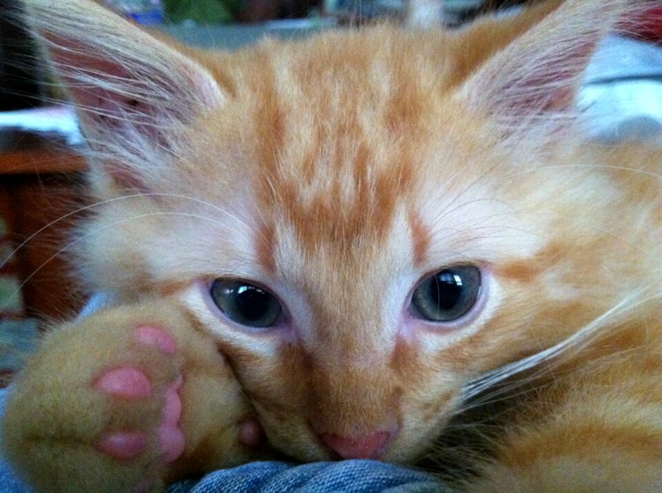 Face pink toes paws