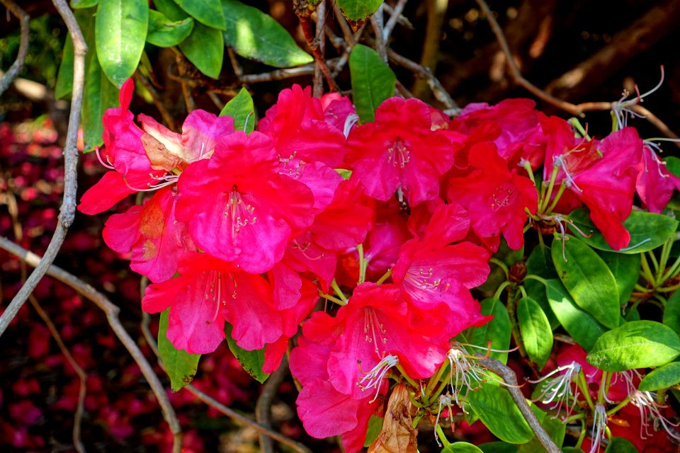 Rhododendron 'Armistice Day' - Sheffield Park and Garden - East Sussex, England - DSC05450