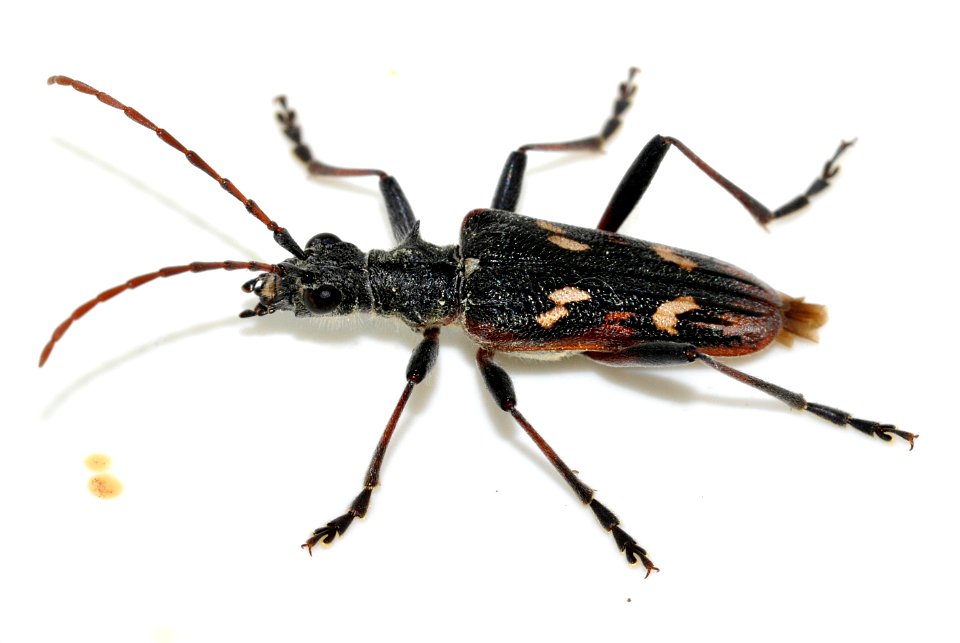 Rhagium-bifasciatum-04-fws