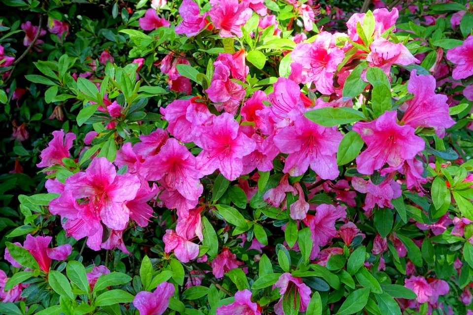 Rhododendron 'Pinkabelle' - Savill Garden - Windsor Great Park, England - DSC06234