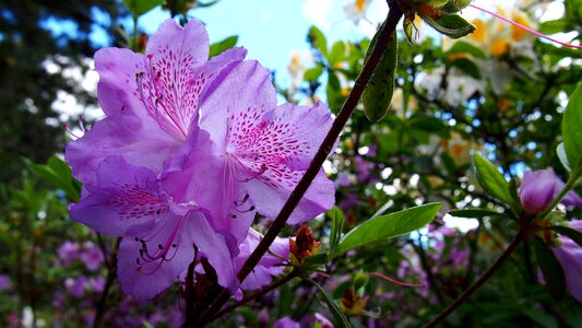 Flower green spring photo