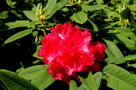 Rhododendron 'Britannia' - Sheffield Park and Garden - East Sussex, England - DSC05432