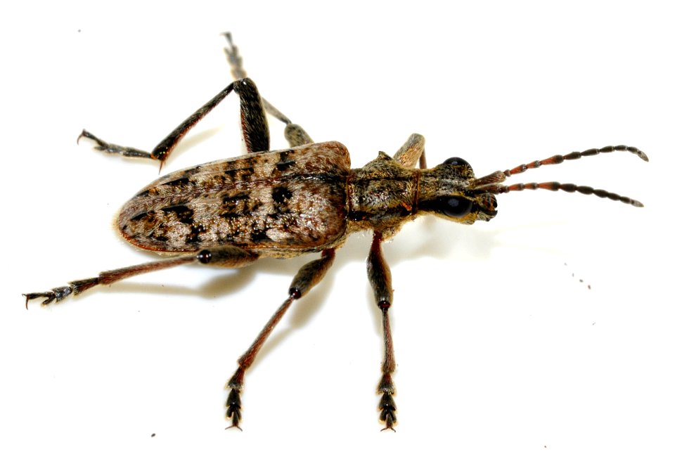 Rhagium-inquisitor-08-fws