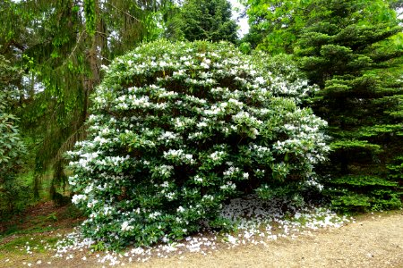 Rhododendron anwheiense - Hillier Gardens - Romsey, Hampshire, England - DSC04669