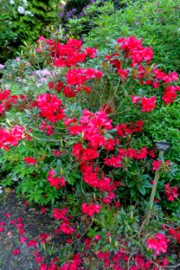 Rhododendron 'Fred Peste' - Savill Garden - Windsor Great Park, England - DSC06052