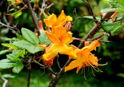 Rhododendron 'Firefly' - Hillier Gardens - Romsey, Hampshire, England - DSC04658