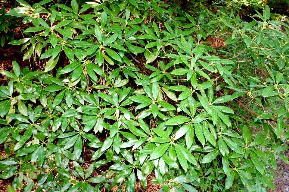 Rhododendron augustinii - VanDusen Botanical Garden - Vancouver, BC - DSC07149