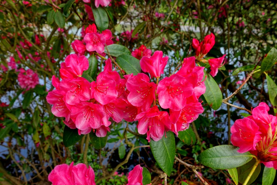 Rhododendron 'Corona' - Sheffield Park and Garden - East Sussex, England - DSC05536