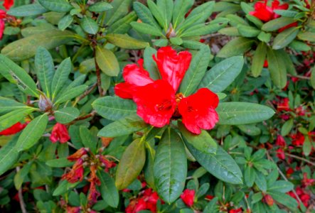 Rhododendron 'Persimmon' - Hillier Gardens - Romsey, Hampshire, England - DSC04853
