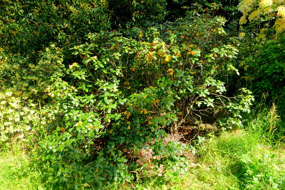 Rhododendron cinnabarinum - Caerhayes Castle gardens - Cornwall, England - DSC03196