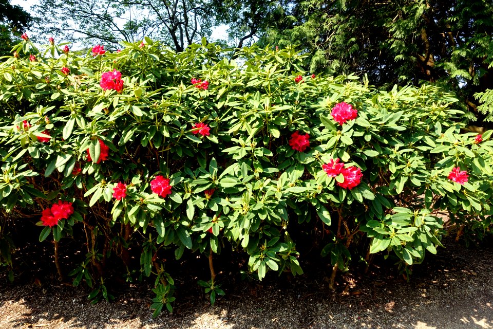 Rhododendron 'Britannia' - Sheffield Park and Garden - East Sussex, England - DSC05433
