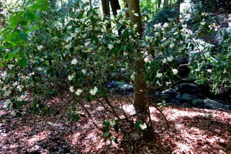 Rhododendron carolinianum - Arnold Arboretum - DSC06866