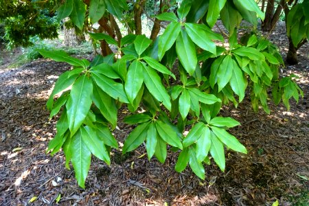 Rhododendron augustinii - VanDusen Botanical Garden - Vancouver, BC - DSC06906