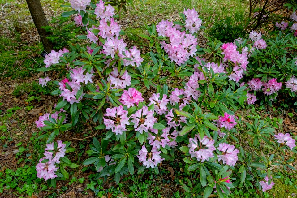 Rhododendron 'Pink Cherub' - Hillier Gardens - Romsey, Hampshire, England - DSC04877