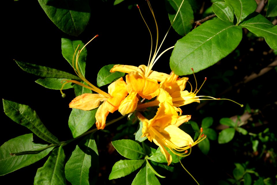 Rhododendron calendulaceum - Arnold Arboretum - DSC06717