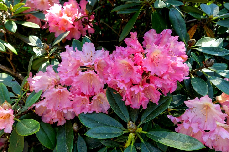 Rhododendron 'Timothy James' - Savill Garden - Windsor Great Park, England - DSC06042