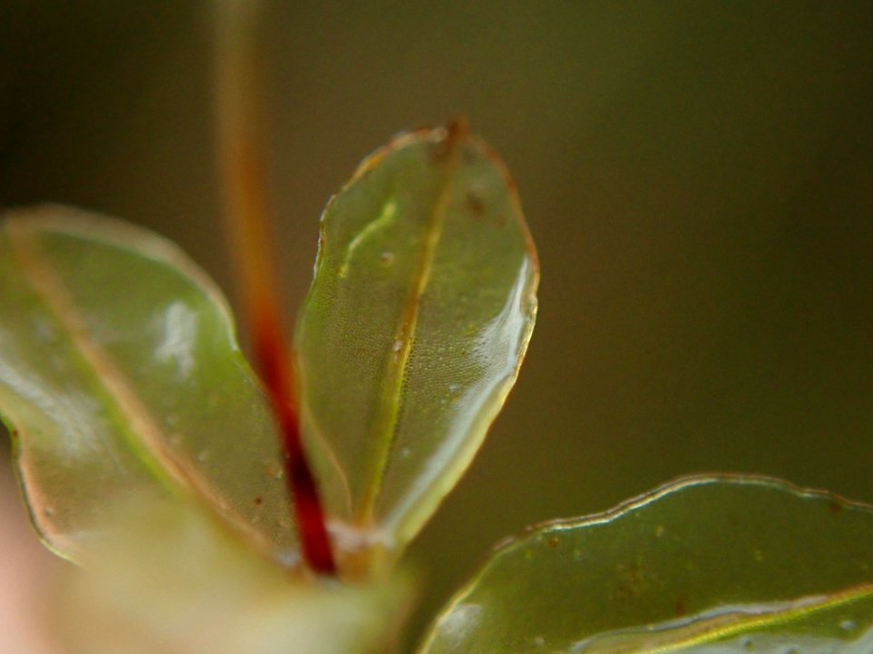 Rhizomnium glabrescens 64905079
