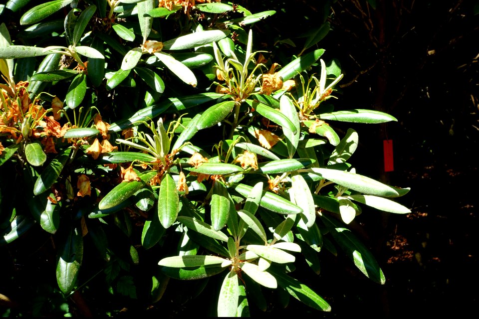 Rhododendron aff. degronianum - UBC Botanical Garden - Vancouver, Canada - DSC08027