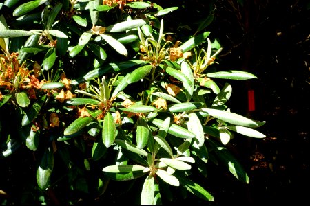 Rhododendron aff. degronianum - UBC Botanical Garden - Vancouver, Canada - DSC08027
