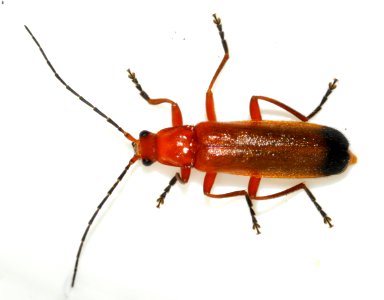 Rhagonycha-fulva-11-fws