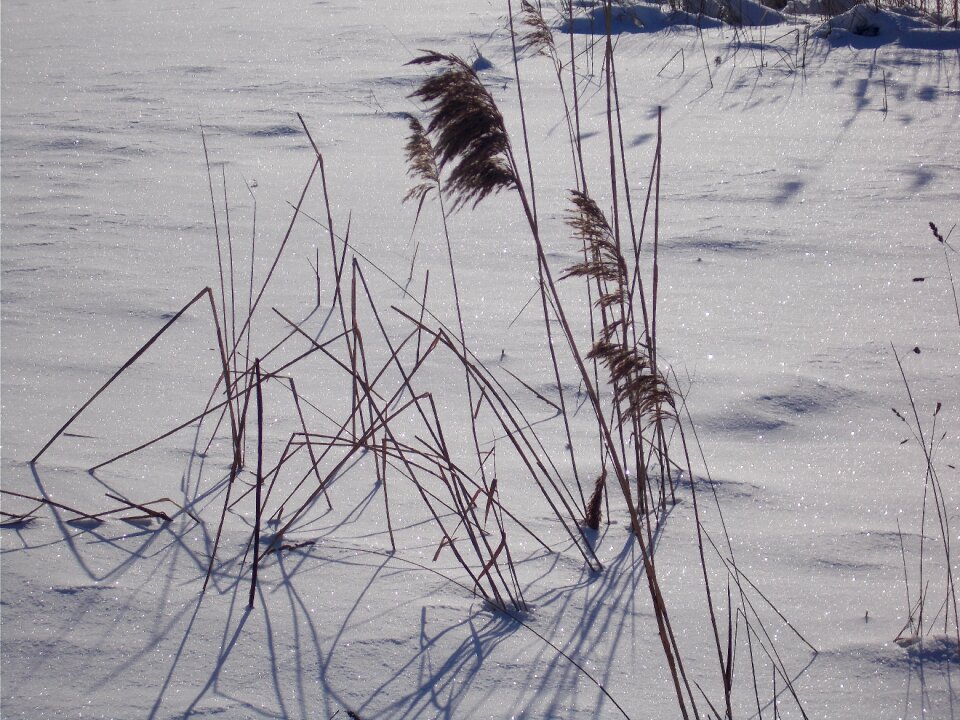 Wintry shrubs snowy