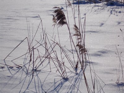 Wintry shrubs snowy