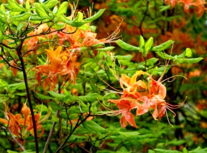 Rhododendron calendulaceum 'Aurantiacum' - Hillier Gardens - Romsey, Hampshire, England - DSC04653