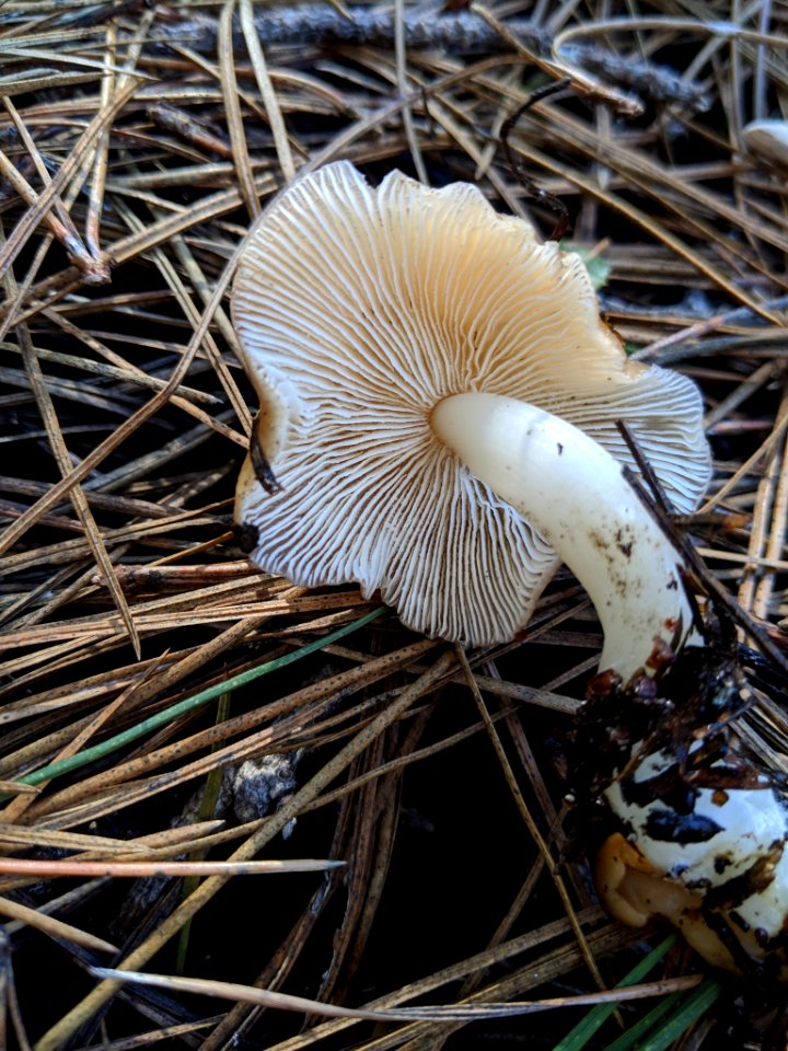 Rhodocollybia butyracea 31639106