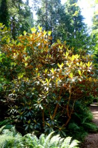 Rhododendron arizelum 'Brodick' - UBC Botanical Garden - Vancouver, Canada - DSC08099