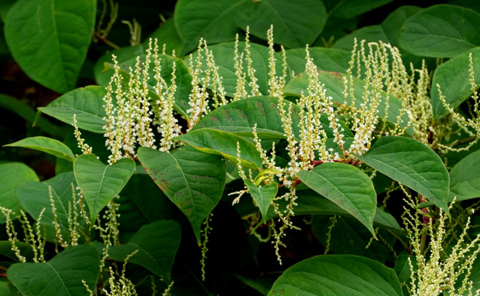 Reynoutria japonica in Brastad 6