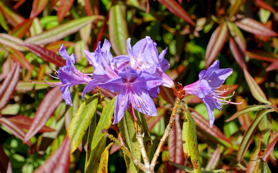 Rhododendron augustinii - Caerhayes Castle gardens - Cornwall, England - DSC03126