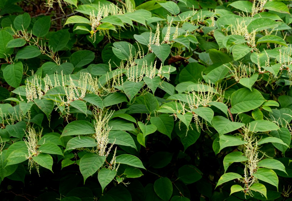 Reynoutria japonica in Brastad 1