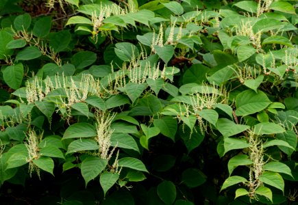 Reynoutria japonica in Brastad 1