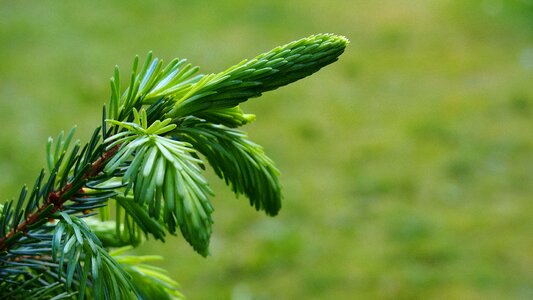 Nature coniferous sprig photo