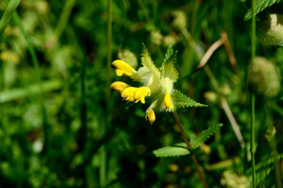 Rhinanthus alectorolophus flowering
