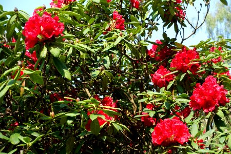 Rhododendron 'Bagshott Ruby' - Sheffield Park and Garden - East Sussex, England - DSC05424