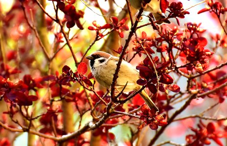 Plumage animal sparrows photo