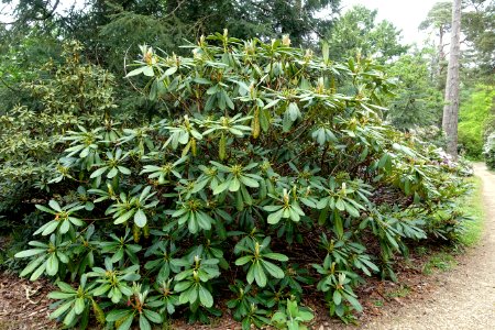 Rhododendron calophytum - Hillier Gardens - Romsey, Hampshire, England - DSC04722