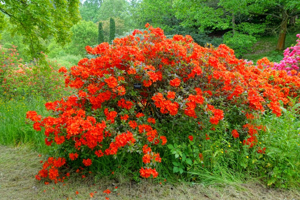 Rhododendron 'Eisenhower' - Hillier Gardens - Romsey, Hampshire, England - DSC05025
