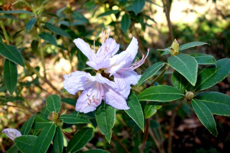 Rhododendron augustinii - Quarryhill Botanical Garden - DSC03741 photo