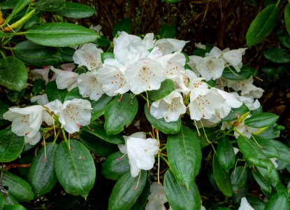 Rhododendron anwheiense - Hillier Gardens - Romsey, Hampshire, England - DSC04674