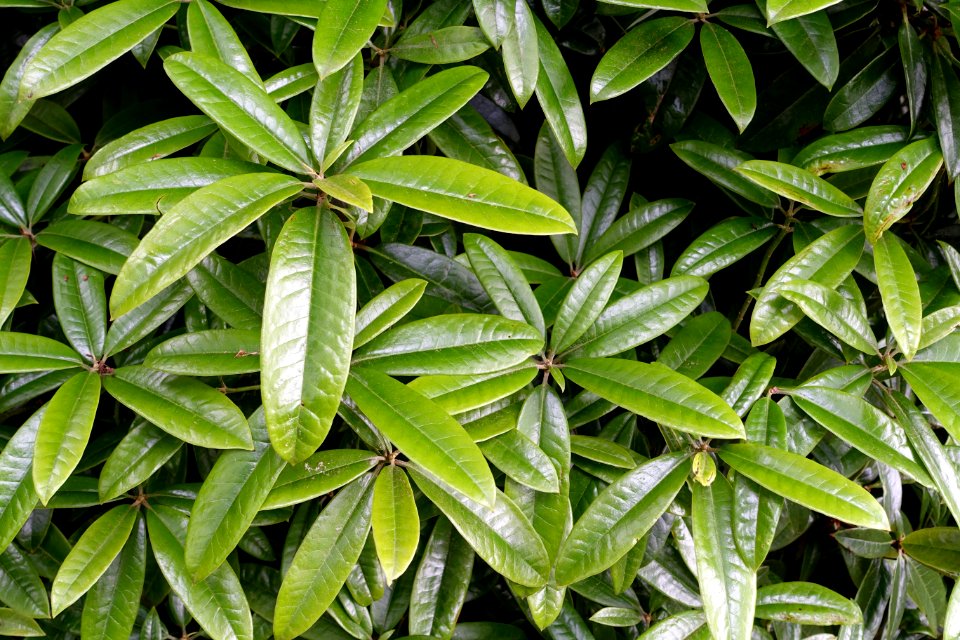 Rhododendron argyrophyllum - RHS Garden Harlow Carr - North Yorkshire, England - DSC01366