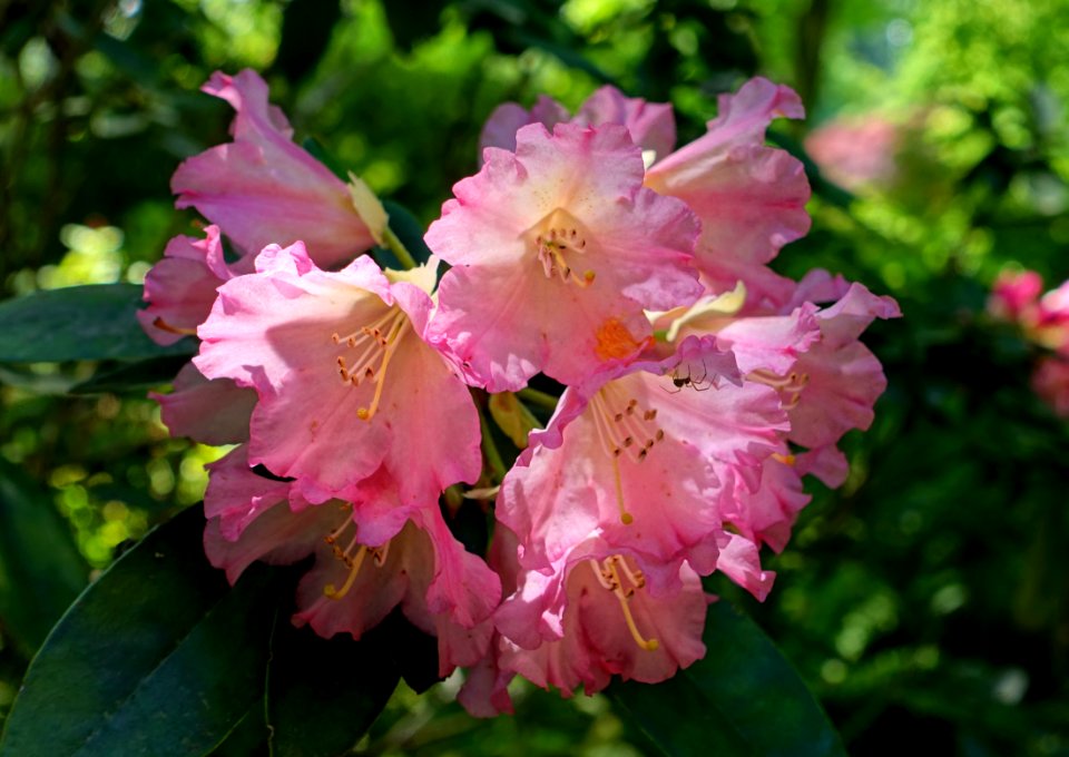 Rhododendron 'Timothy James' - Savill Garden - Windsor Great Park, England - DSC06200
