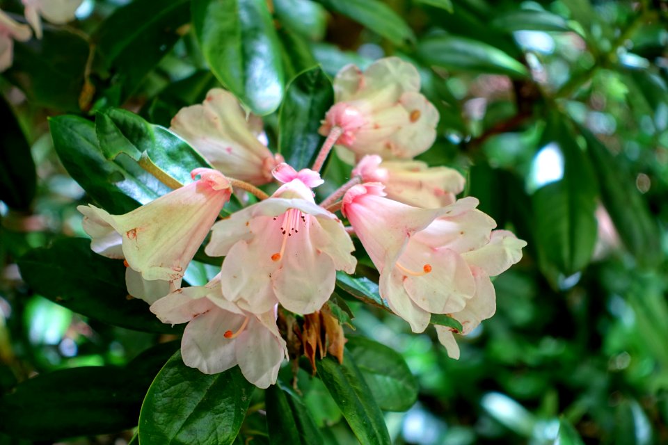 Rhododendron 'Mrs. Charles Pearson' x yakushimanum - Savill Garden - Windsor Great Park, England - DSC06082