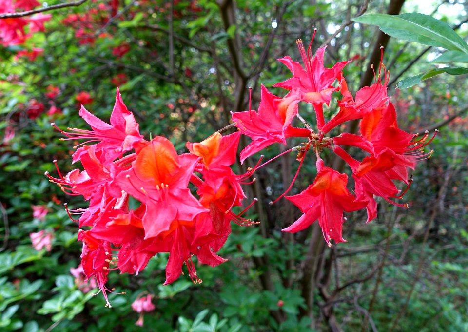 Rhododendron 'Sunset Boulevard' - Hillier Gardens - Romsey, Hampshire, England - DSC04888