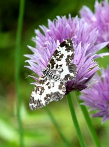 Rheumaptera hastata Simo 20130627