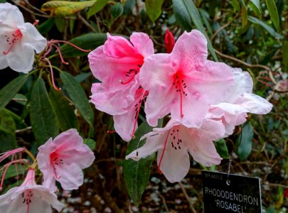 Rhododendron 'Rosabel' - Hillier Gardens - Romsey, Hampshire, England - DSC04953