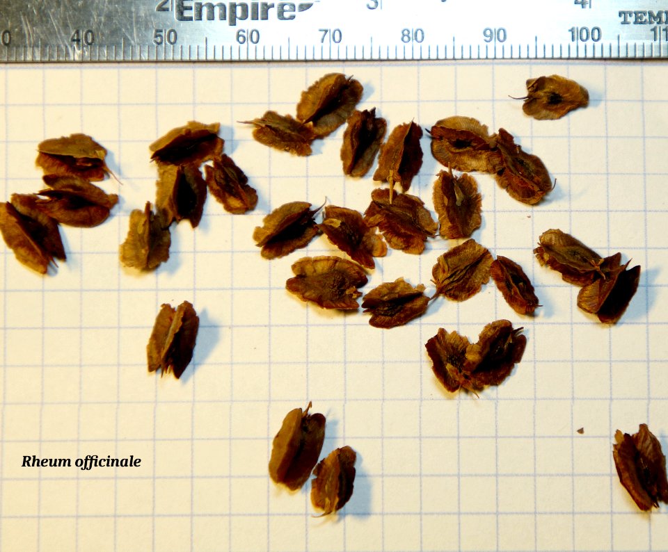 Rheum officinale seeds
