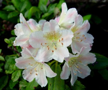 Rhododendron brachycarpum in Mount Cho 2003-08-02