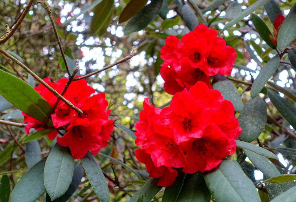 Rhododendron 'Fusilier' (R. elliottii x R. griersonianum) - Trengwainton Garden - Cornwall, England - DSC02492
